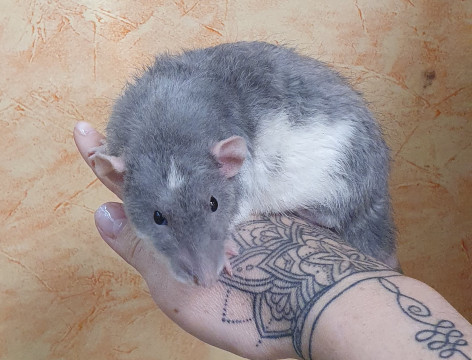 Rattus norvegicus (potkan)