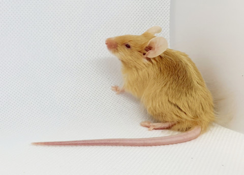 Myš laboratórna FANCY