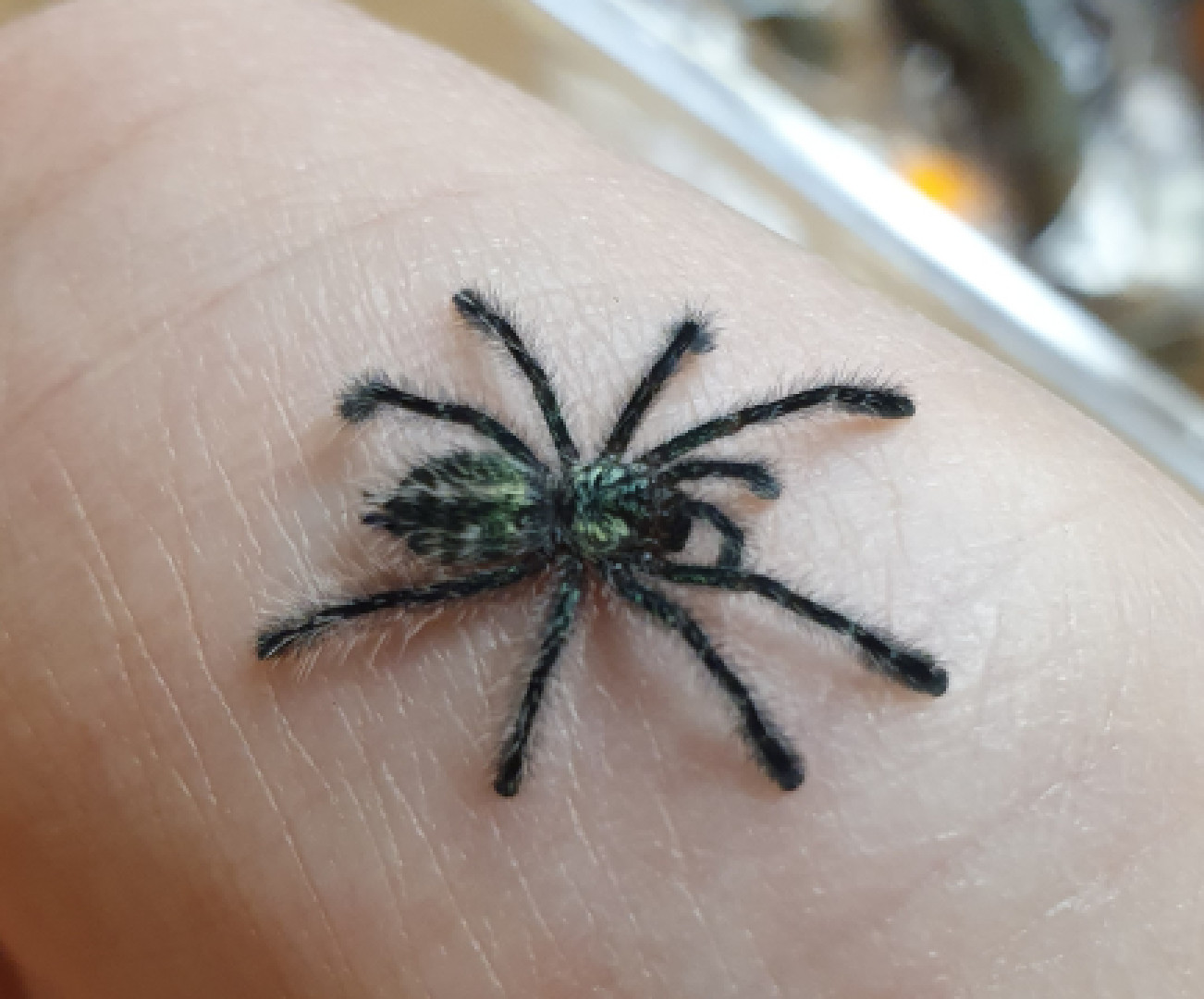 Ybyrapora diversipes (pavúk)